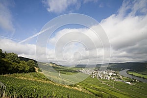 German vineyard
