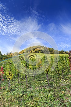German vineyard scene 2