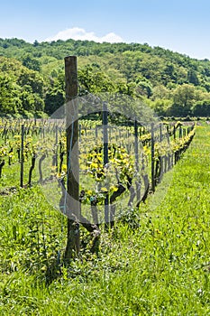 German vineyard in springtime