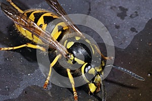 German wasp closeup portrait
