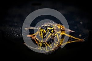 German Wasp MACRO
