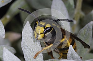 German wasp macro closeup