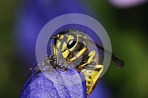 German wasp macro closeup