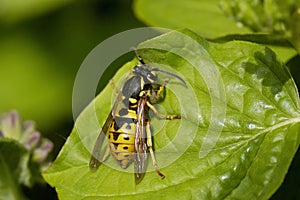 German Wasp - Vespula germanica photo