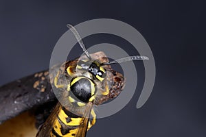 German wasp, vespula germanica