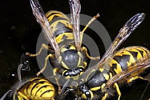 German wasp, vespula germanica
