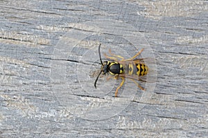 German wasp - Vespula germanica