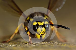 German wasp (Vespula germanica) face and head