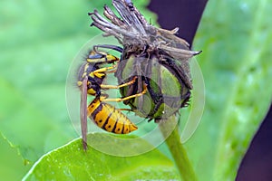 German Wasp - Vespula germanica feeding on a seed pod. photo