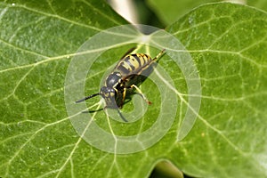 German Wasp