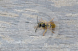 German wasp - Vespula germanica photo