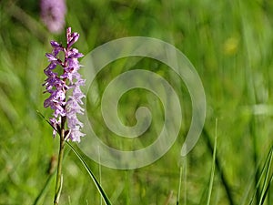 German wild Orchid in the alps