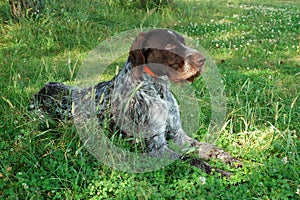 German wirehaired pointer