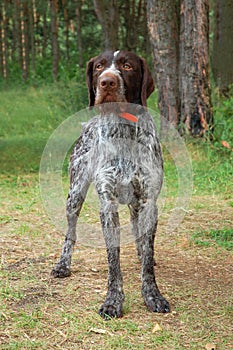 German wirehaired pointer