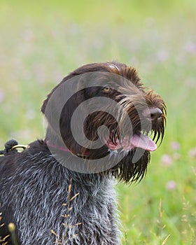 German Wirehaired Pointer