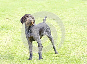 German Wirehaired Pointer