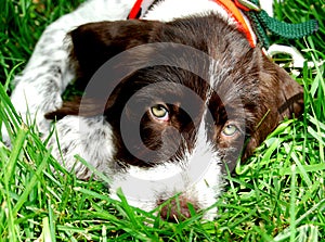 German Wirehaired Pointer