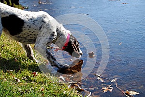 German Wirehaired Pointer