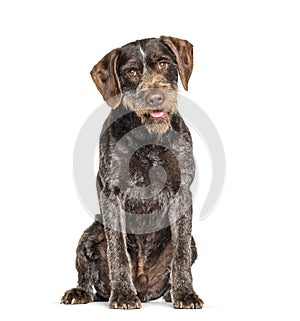 German Wirehaired Pointer also know as Drahthaar sitting