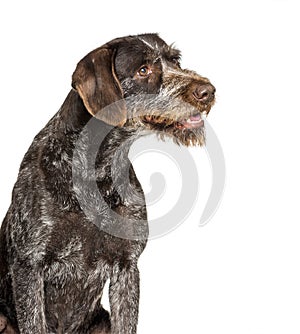 German Wirehaired Pointer also know as Drahthaar sitting photo