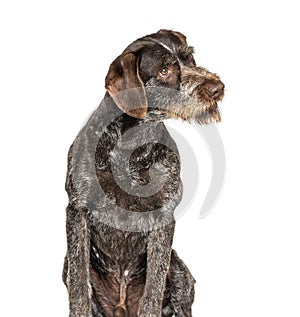 German Wirehaired Pointer also know as Drahthaar sitting photo