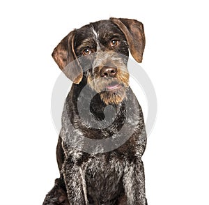 German Wirehaired Pointer also know as Drahthaar sitting photo