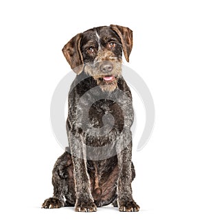 German Wirehaired Pointer also know as Drahthaar sitting photo