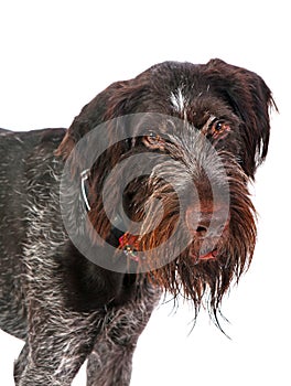 German Wirehaired Pointer, deutsch drahthaar dog in studio isolated photo