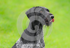 German Wirehaired Pointer (Deutsch Drahthaar) poses