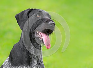 German Wirehaired Pointer (Deutsch Drahthaar) poses photo