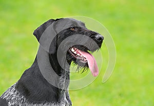 German Wirehaired Pointer (Deutsch Drahthaar) poses