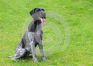 German Wirehaired Pointer (Deutsch Drahthaar) poses photo