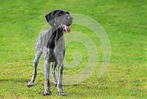 German Wirehaired Pointer (Deutsch Drahthaar) poses photo