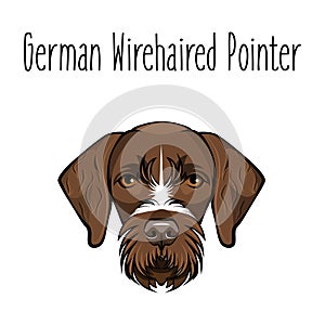 German Wirehaired Pointer. Dog breed. Brown face of hunting dog. Vector illustration.