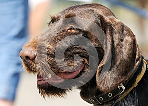 German Wirehaired Pointer dog portrait