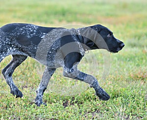 German wirehaired pointer or Drahthaar Deutsch Drahthaar, Deutscher Drahthaariger Vorstehhund