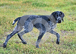 German wirehaired pointer or Drahthaar Deutsch Drahthaar, Deutscher Drahthaariger Vorstehhund