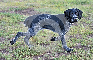 German wirehaired pointer or Drahthaar Deutsch Drahthaar, Deutscher Drahthaariger Vorstehhund photo