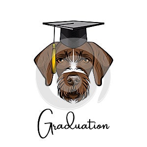 German wirehaired pointer. Drahthaar graduate. Graduation hat. Vector