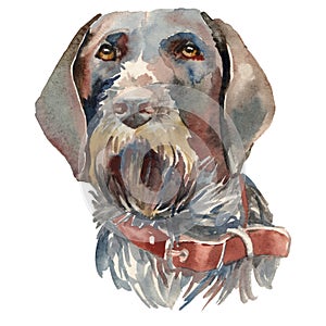 The German Wirehaired Pointer, Drahthaar, watercolor hand painted dog portrait