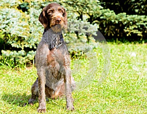 German Wirehaired Pointer in full face.