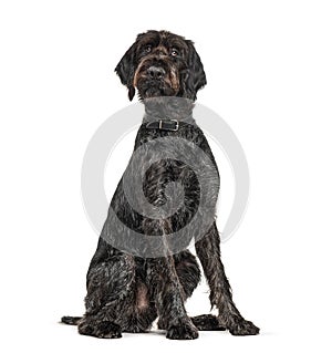 German Wirehaired Pointer,Korthals dog, isolated