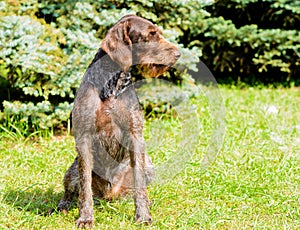 German Wirehaired Pointer looks to the left.