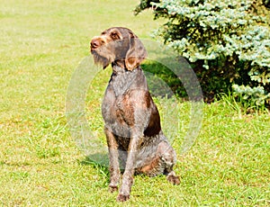 German Wirehaired Pointer looks to the right.