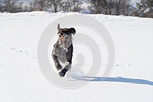The German wirehaired pointer runs quickly in big strides through the deep snow right at the camera. The winter season