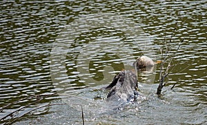 German wirehaired pointer swim in river.