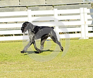 German Wirehaired Pointer