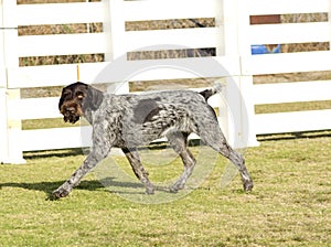 German Wirehaired Pointer