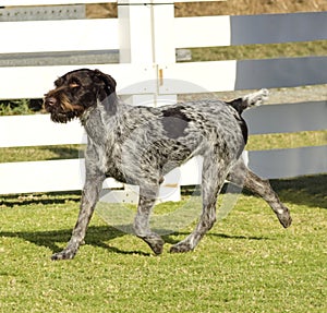 German Wirehaired Pointer