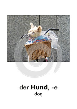 German word card: Hund (dog